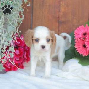 Ava, Cavalier King Charles Spaniel Puppy
