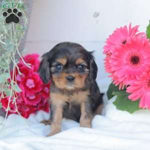 Blue Baby, Cavalier King Charles Spaniel Puppy