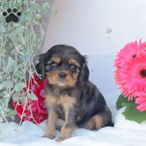 Blue Baby, Cavalier King Charles Spaniel Puppy