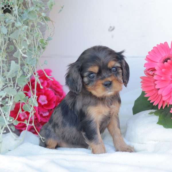 Blue Baby, Cavalier King Charles Spaniel Puppy