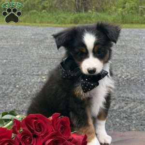 Tommy, Toy Australian Shepherd Puppy