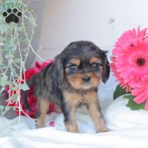 Blue Baby, Cavalier King Charles Spaniel Puppy