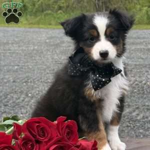 Tommy, Toy Australian Shepherd Puppy