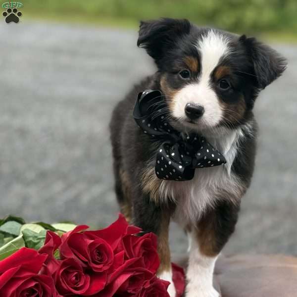Tommy, Toy Australian Shepherd Puppy