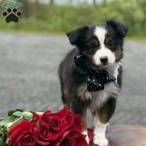 Tommy, Toy Australian Shepherd Puppy