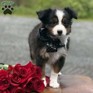 Tommy, Toy Australian Shepherd Puppy