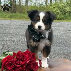 Tommy, Toy Australian Shepherd Puppy