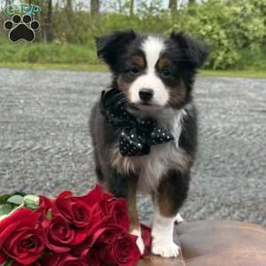 Tommy, Toy Australian Shepherd Puppy