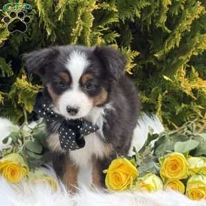 Tommy, Toy Australian Shepherd Puppy