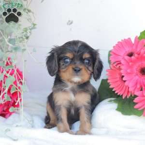 Blue Boy, Cavalier King Charles Spaniel Puppy