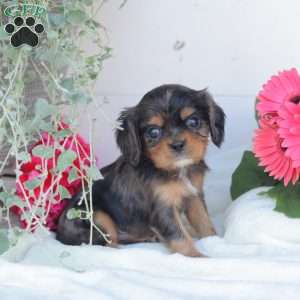 Blue Boy, Cavalier King Charles Spaniel Puppy