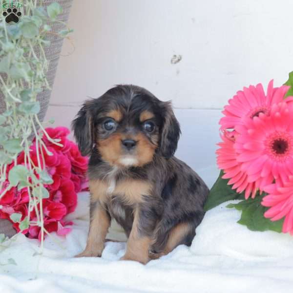 Blue Boy, Cavalier King Charles Spaniel Puppy