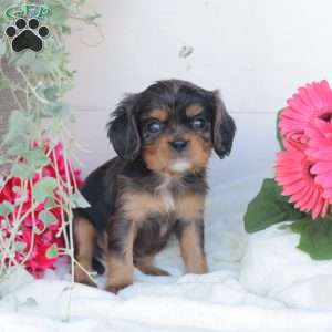 Blue Boy, Cavalier King Charles Spaniel Puppy