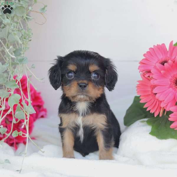 Asher, Cavalier King Charles Spaniel Puppy