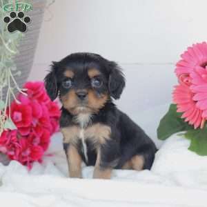 Asher, Cavalier King Charles Spaniel Puppy