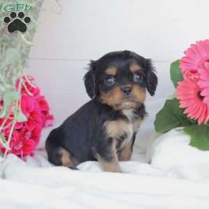 Asher, Cavalier King Charles Spaniel Puppy