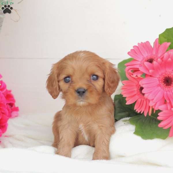 Anson, Cavalier King Charles Spaniel Puppy
