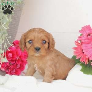 Anson, Cavalier King Charles Spaniel Puppy