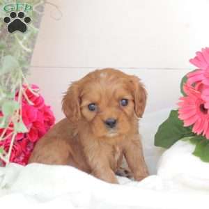 Anson, Cavalier King Charles Spaniel Puppy