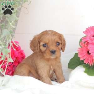 Anson, Cavalier King Charles Spaniel Puppy