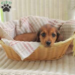 Dora – Mini, Dachshund Puppy
