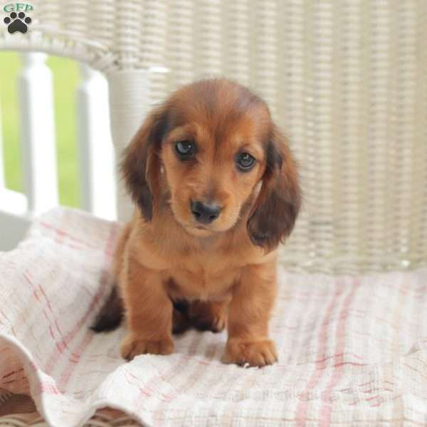 Dora – Mini, Dachshund Puppy