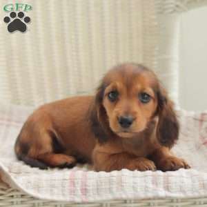 Dora – Mini, Dachshund Puppy