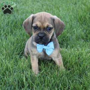 Rambo, Puggle Puppy