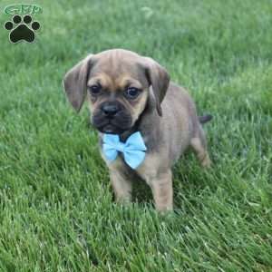 Rambo, Puggle Puppy