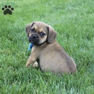 Rambo, Puggle Puppy
