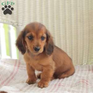 Dora – Mini, Dachshund Puppy