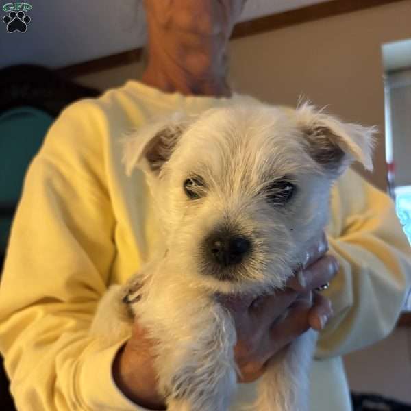 Sam, West Highland Terrier Puppy
