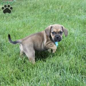 Rambo, Puggle Puppy