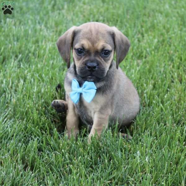 Rambo, Puggle Puppy