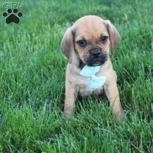 Rusty, Puggle Puppy
