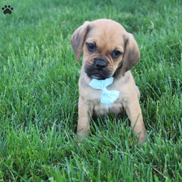 Rusty, Puggle Puppy