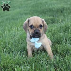 Rusty, Puggle Puppy