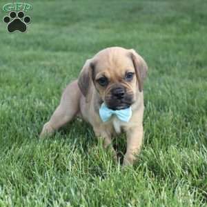 Rusty, Puggle Puppy