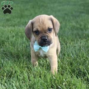 Rusty, Puggle Puppy