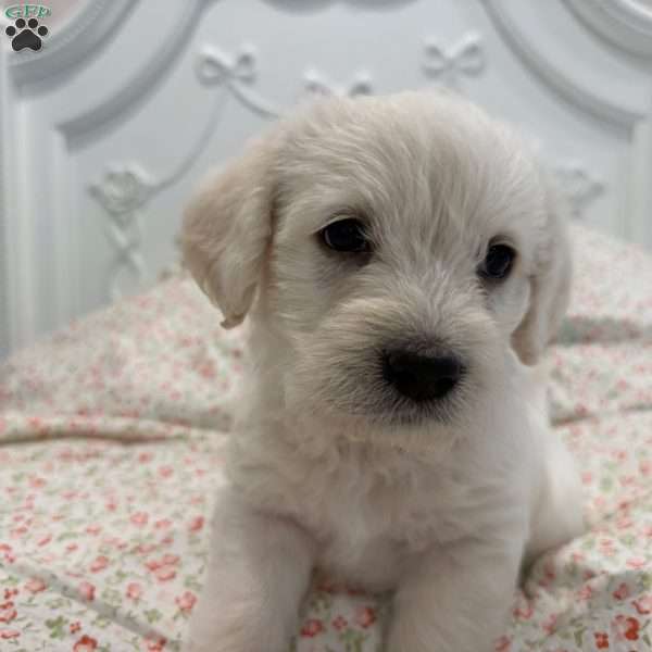 Calvin, Labradoodle Puppy