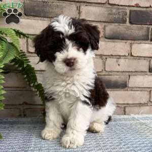 Valley, Portuguese Water Dog Puppy