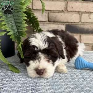 Valley, Portuguese Water Dog Puppy