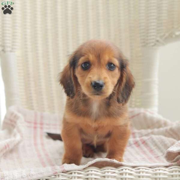 Cocoa – Mini, Dachshund Puppy