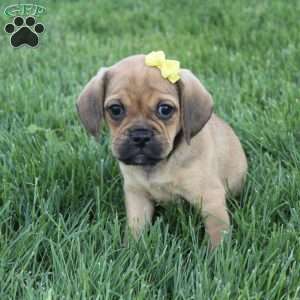 Allie, Puggle Puppy