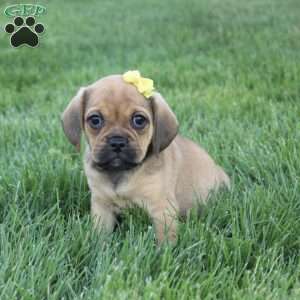 Allie, Puggle Puppy
