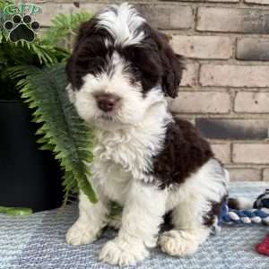 Valley, Portuguese Water Dog Puppy