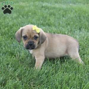 Allie, Puggle Puppy