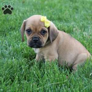 Allie, Puggle Puppy