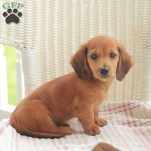 Ace- Mini, Dachshund Puppy