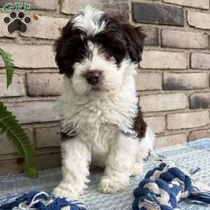 Valley, Portuguese Water Dog Puppy